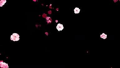 动态玫瑰花瓣视频素材视频的预览图